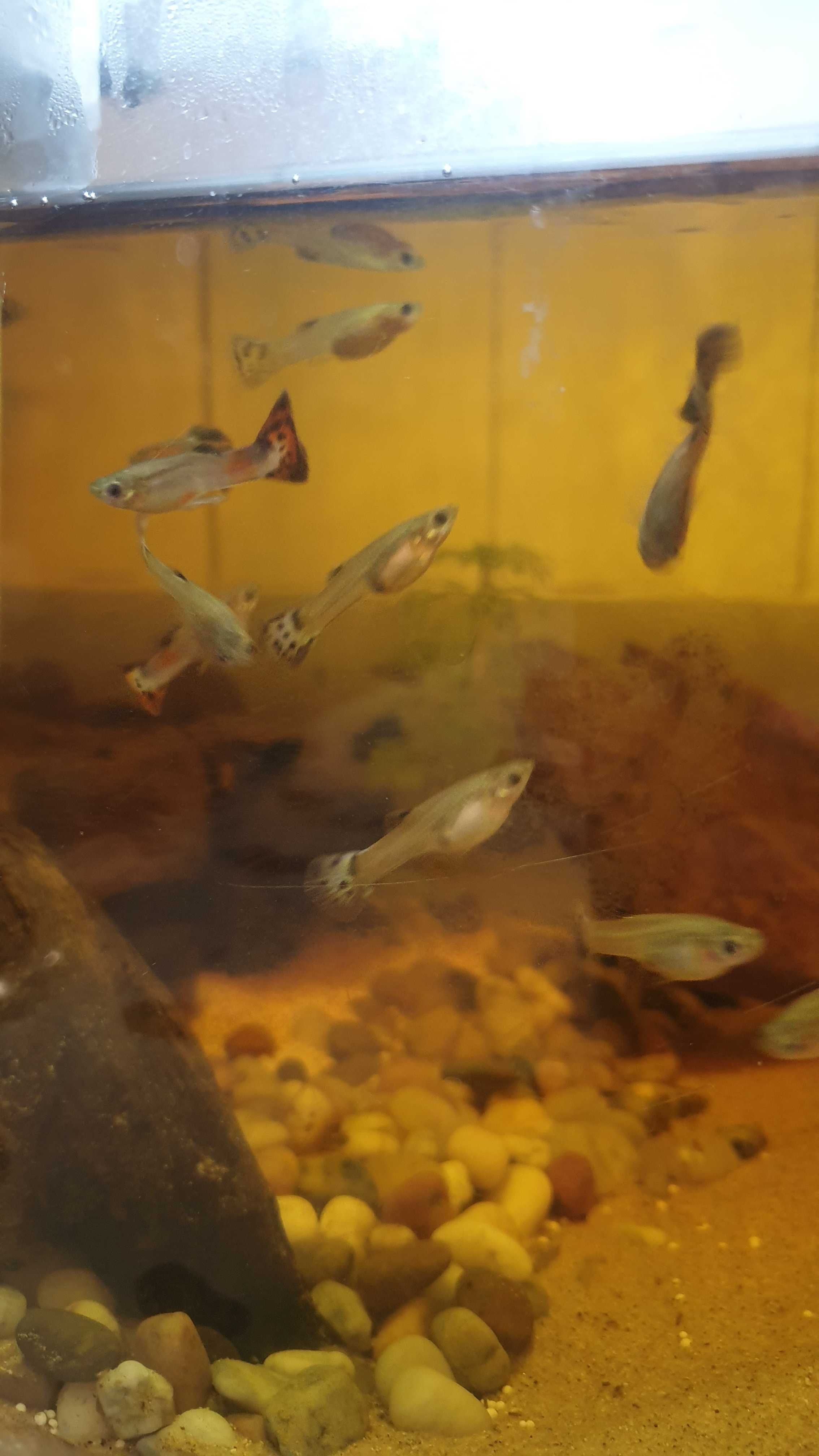 Guppys machos e femeas