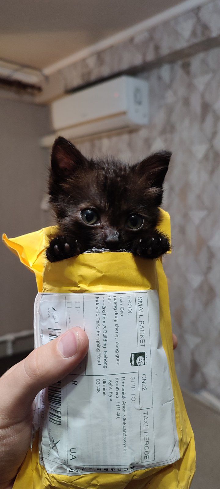 Кошеня Горошинка, 1.5 місяця, шукає свою родину
