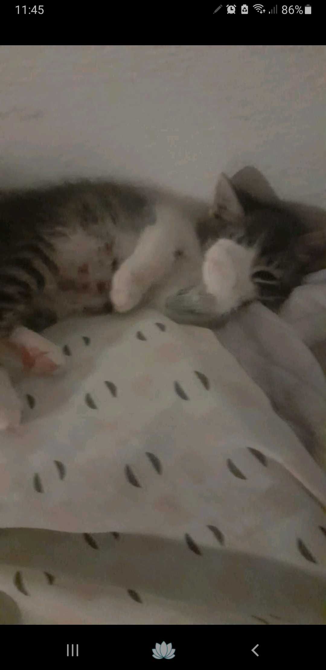 Gato om cerca de 2 meses para adoção