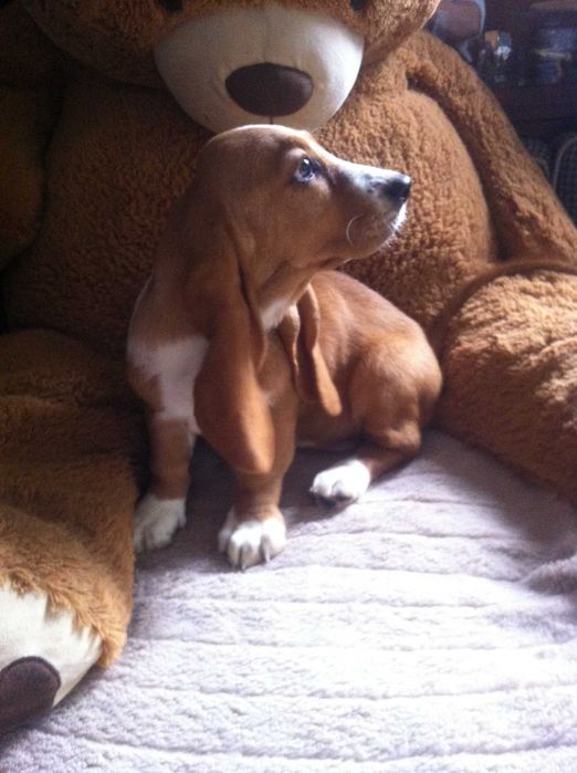 Basset hound urocza suczka   - REZERWACJA -