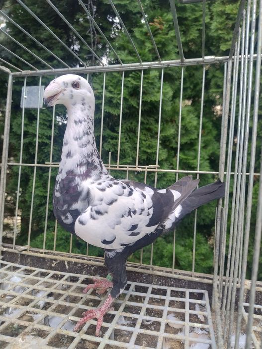 Niemieckie wystawowe