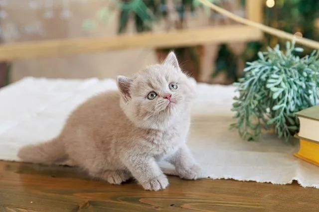 Лиловый британский мальчик.