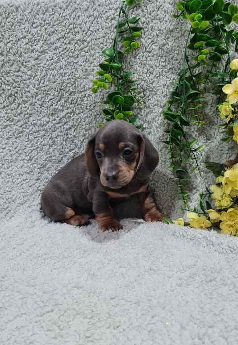 Estupendo Teckel Blue de Qualidade