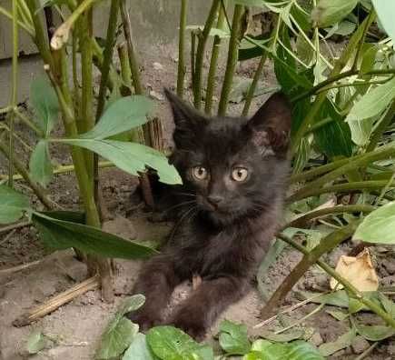 Кошенята шукають люблячу родину
