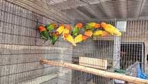 Agapornis fischers