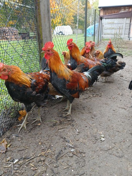 Sprzedam kogutki zielononóżki