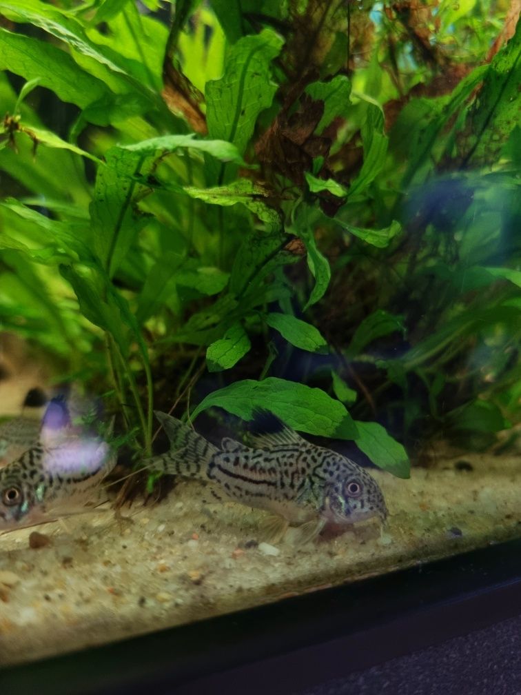 Kirysek juli/ kiryski nakrapiane/ corydoras julii
