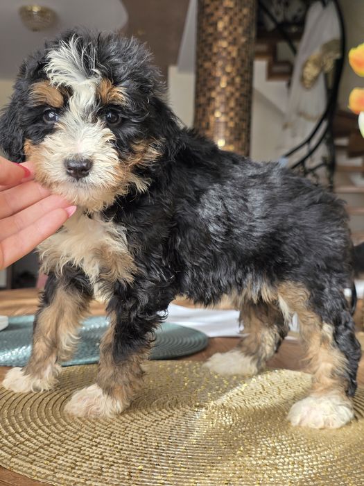 Aussiedoodle Bernedoodle sliczna dziewczynka