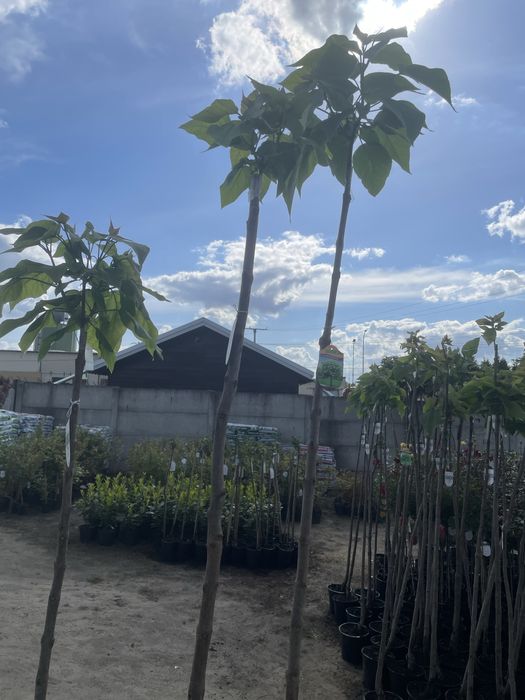 Polecamy : Catalpa Nana wysokosc 180-210 cm