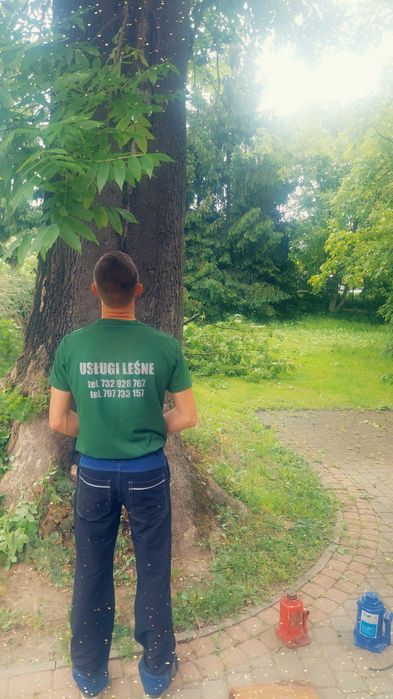 WYCINKA DRZEW / Odbiór drewna gałęzi