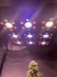 Luz de cultivo 270w