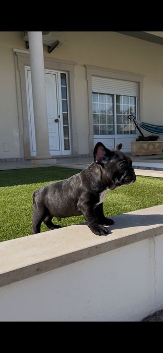 bulldog francês macho