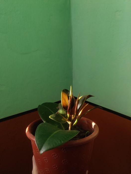 Фікус широколистий