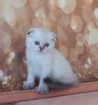 Scottish Fold Blue point