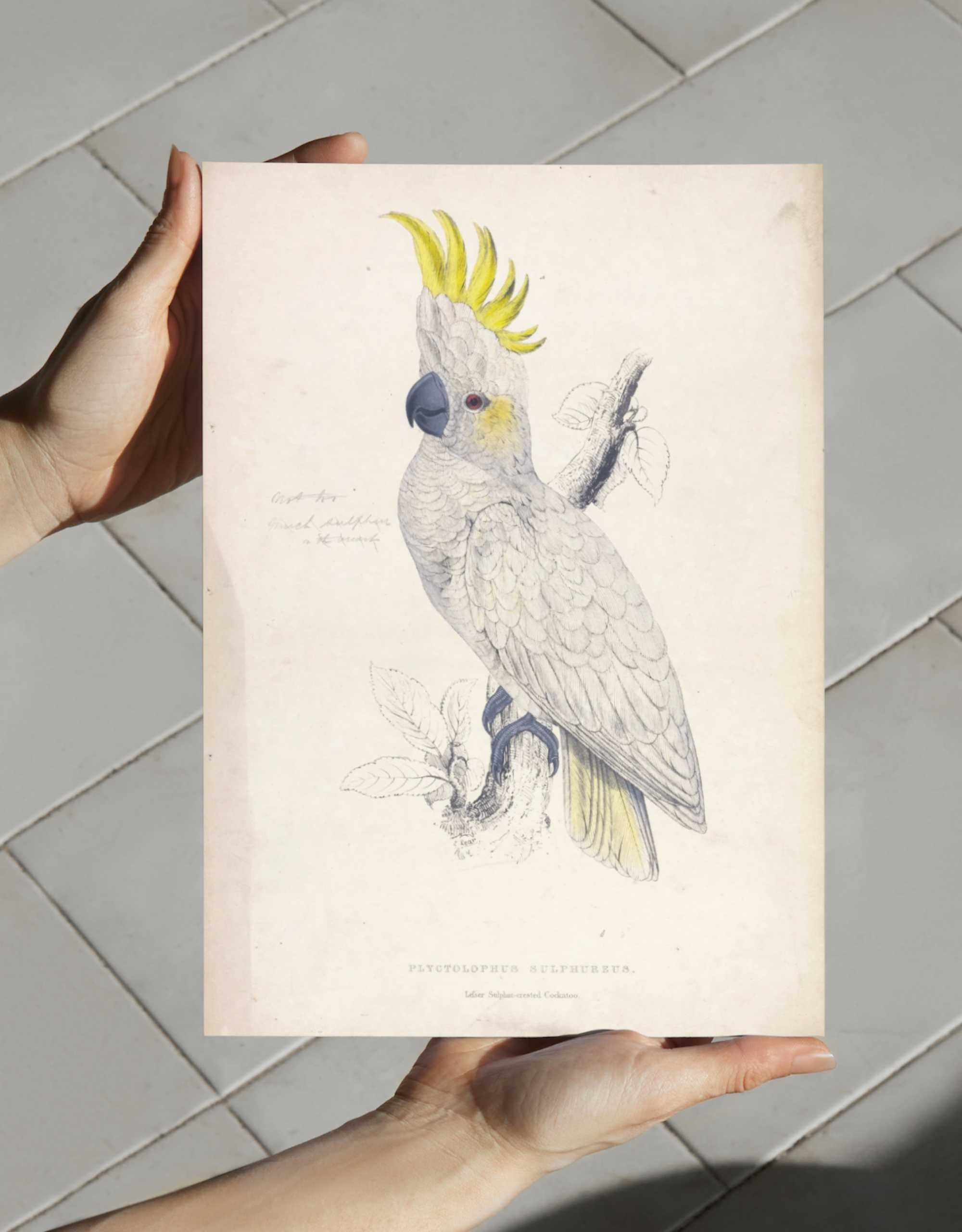 Plakaty 3szt - Papugi 3x~21x30cm Ornitologia beże obrazy rycina z XIXw