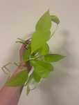 Epipremnum 'Neon'