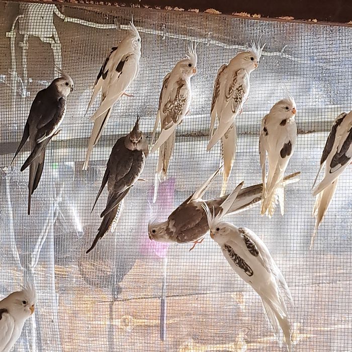 Sprzedam papugi nimfy