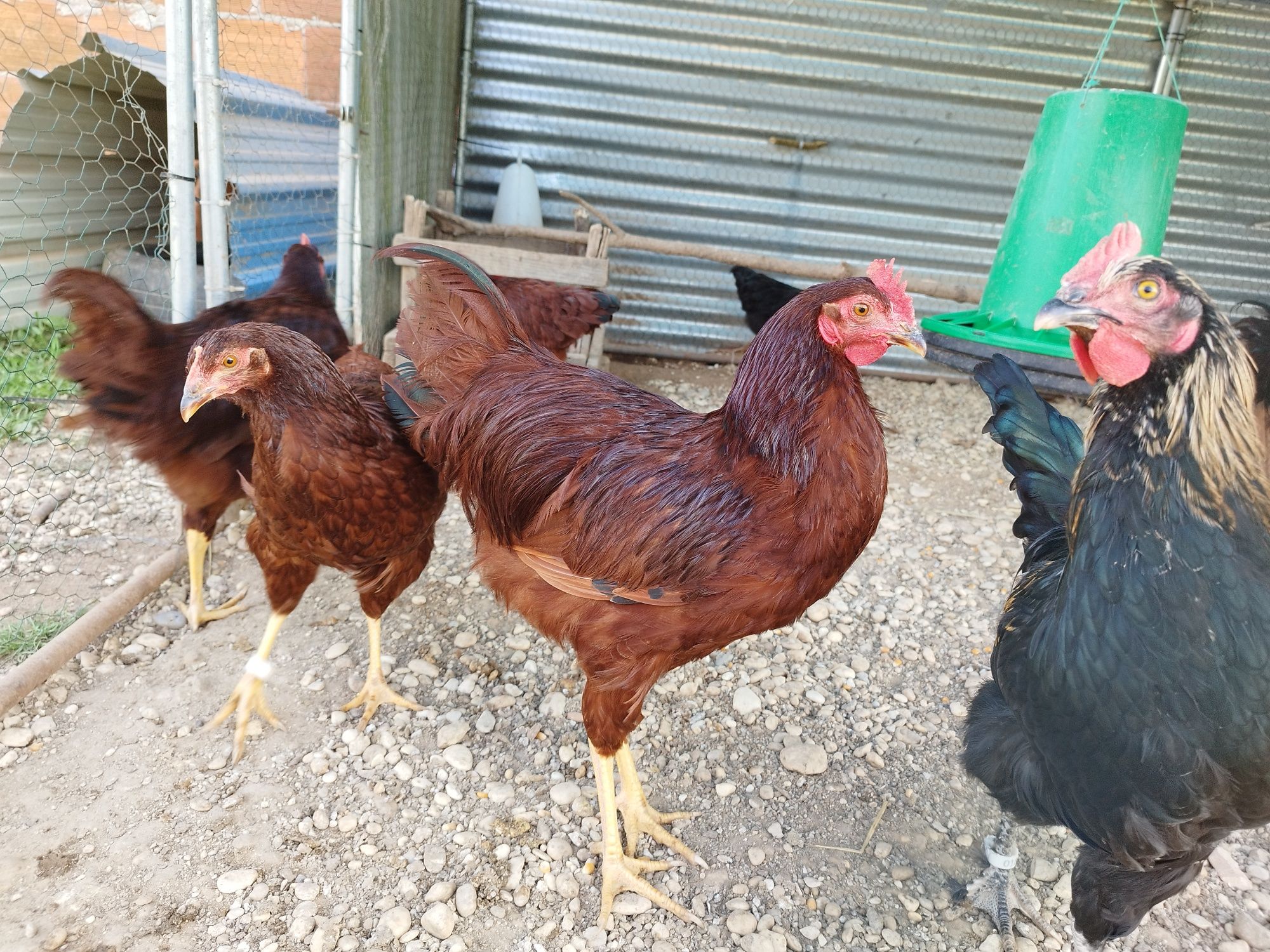 Frangos rhode island red