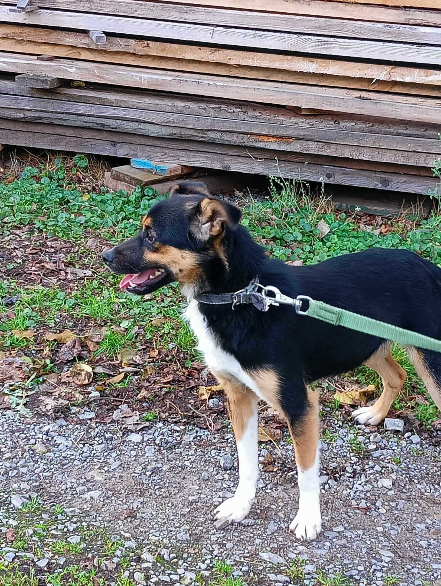 Roczny Twix poleca się do adopcji