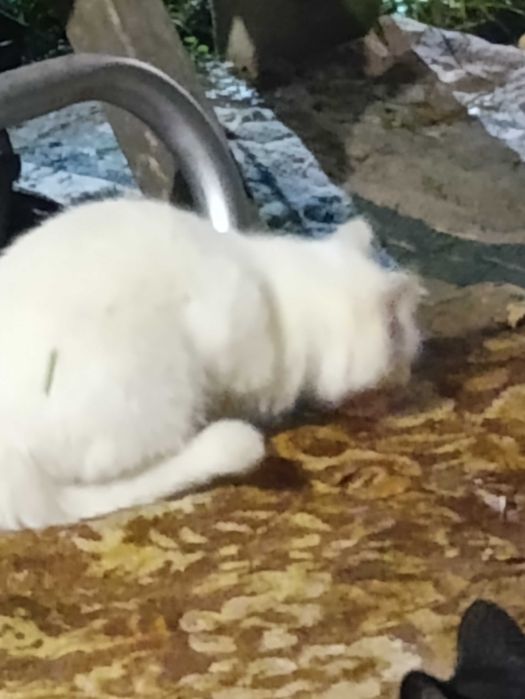 В добрые руки ,подкинули котенка 3-4 месяца,скоро зима а ему нужен дом