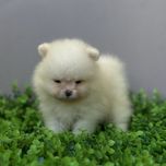 ляльковий ведмедик шоу классу