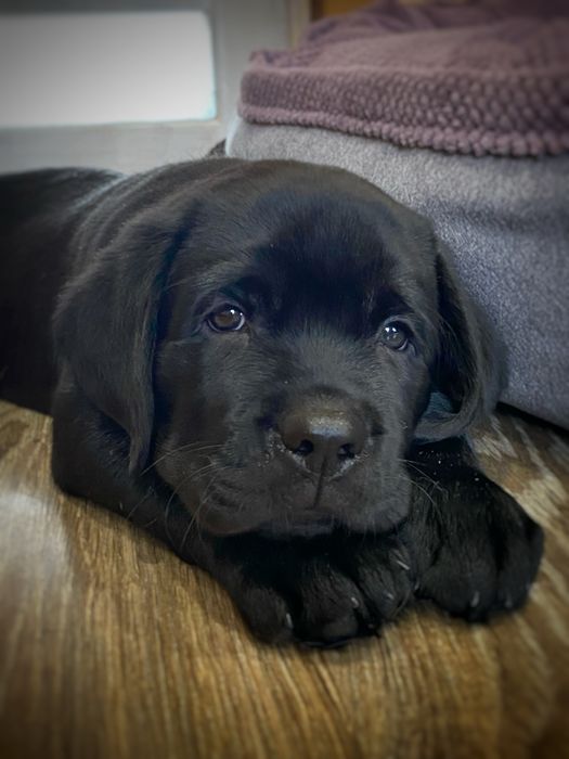 Цуценята породи лабрадор ретрівер.