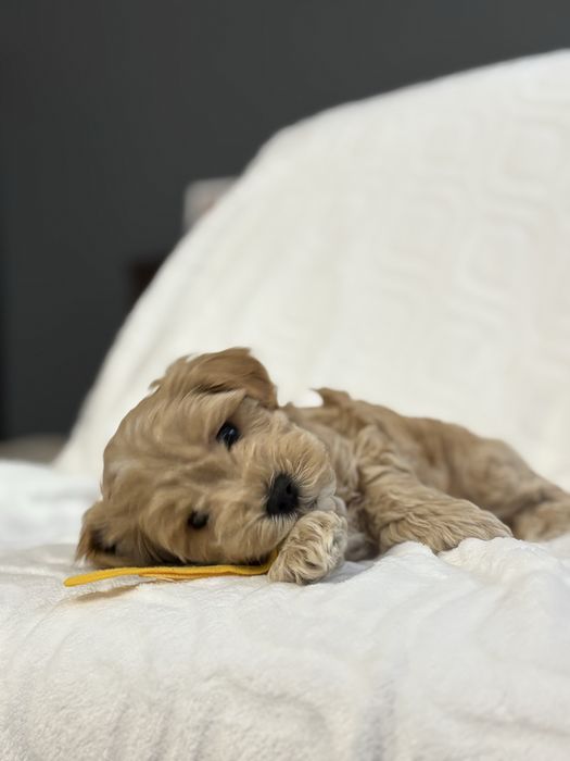 Maltipoo chlopiec- do odbioru