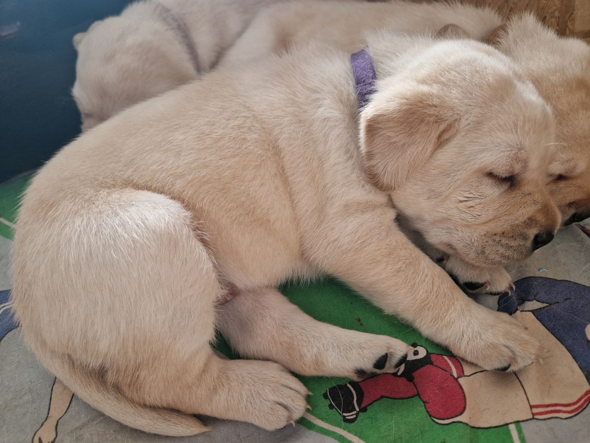 Labrador retriever szczeniak