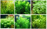 Zestaw roślin akwariowych do Akwarium (Podstawowy - 21 roślin)