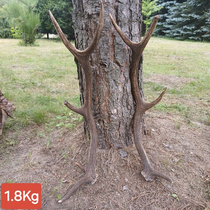 Poroże para poroża poroże jelenia rogi zrzuty trofeum wieniec zrzut