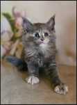 Koteczka Maine Coon Nisan