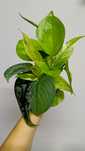 Zestaw epipremnum