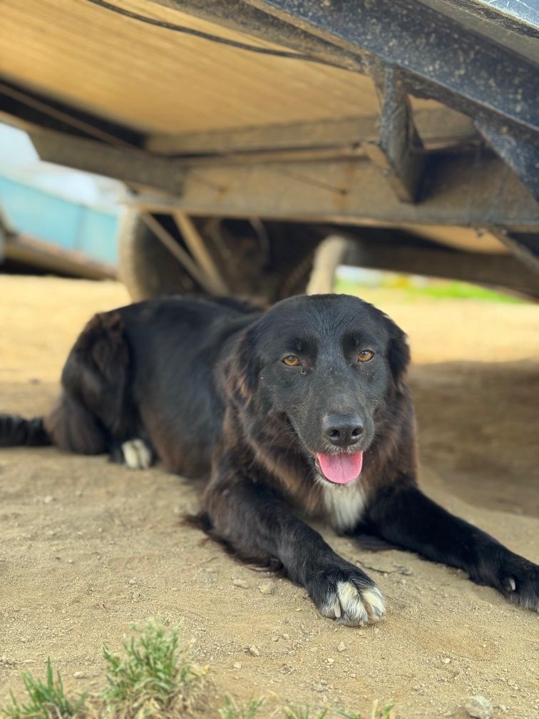 Border Collie fêmea