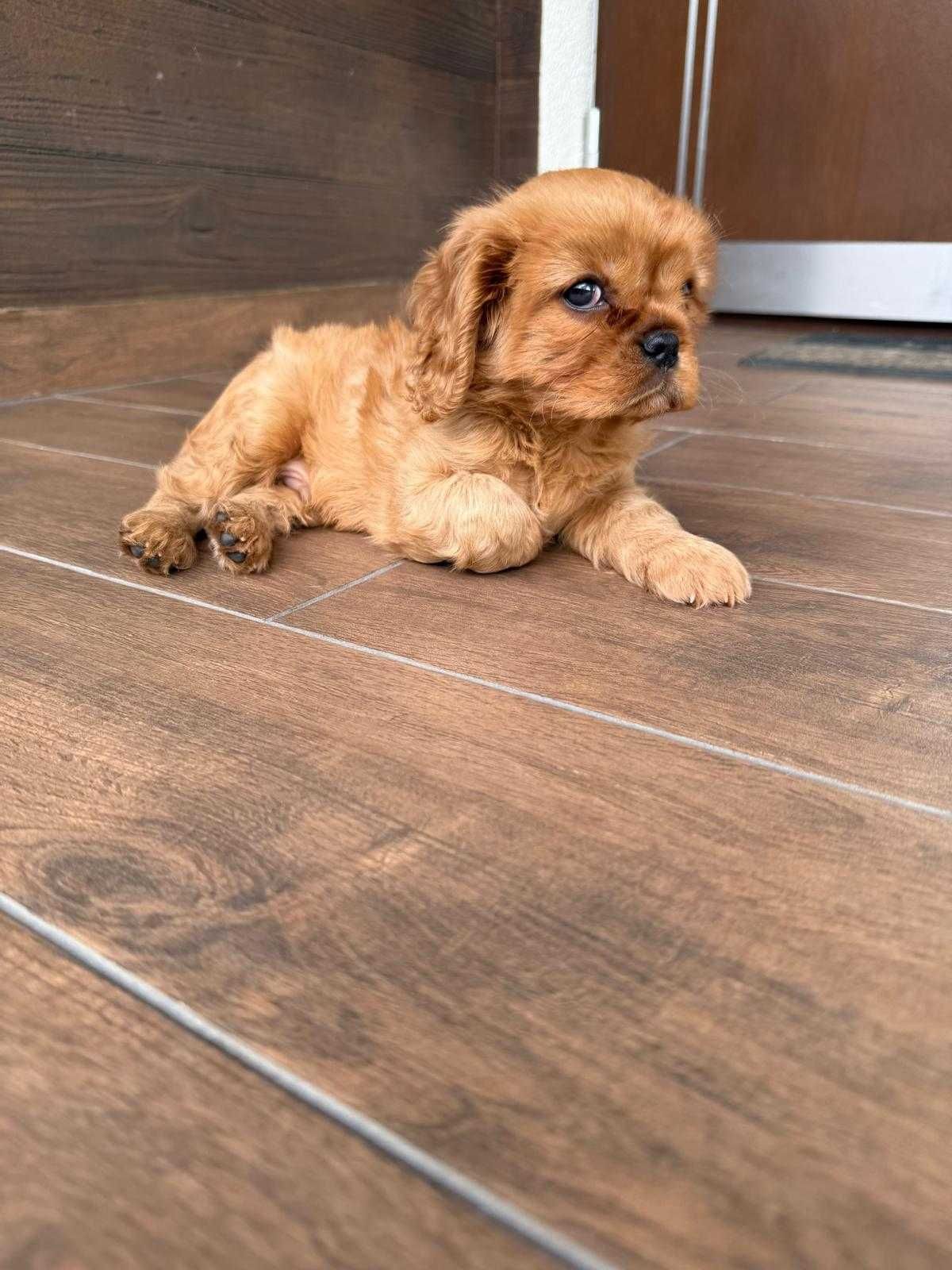 Cavalier King Charles Spaniel - ZKwP FCI Piesek maści Ruby