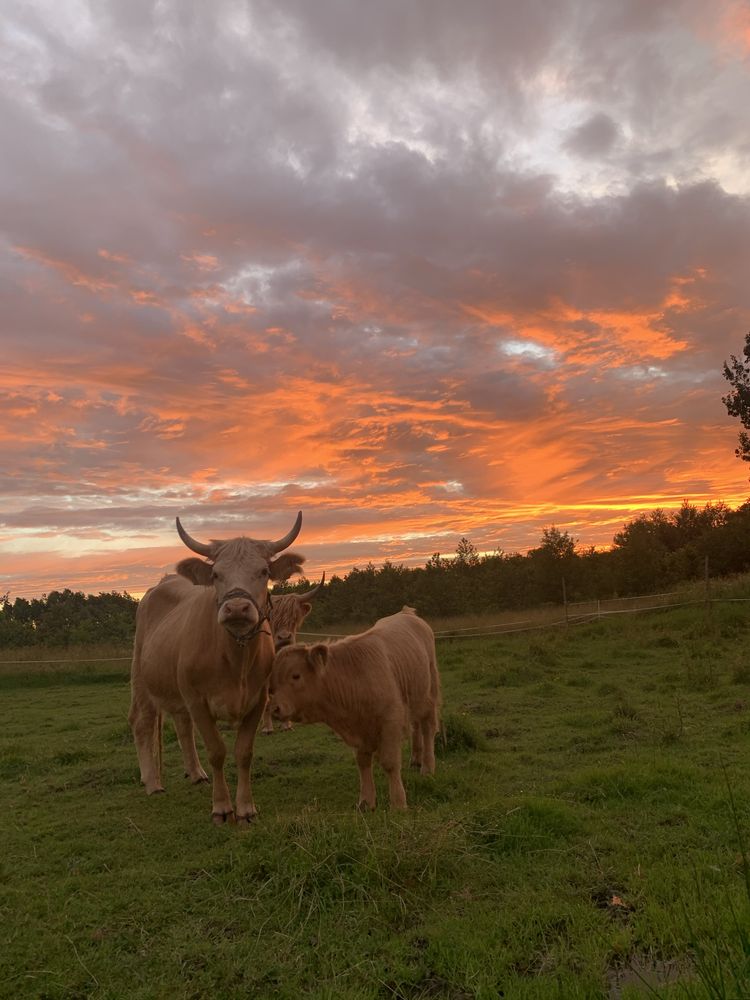 Bydło highland cattle