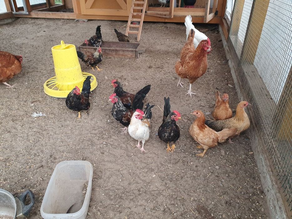 Koguty kogutki  liliputy cwergi