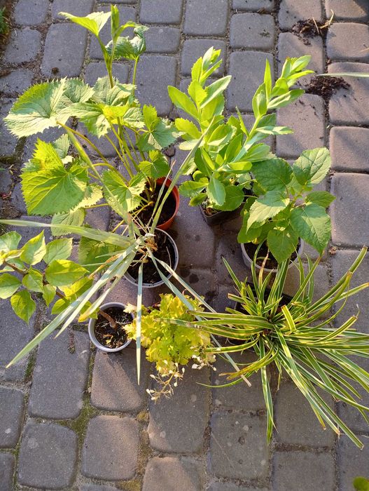 Rośliny wieloletnie do ogrodu.