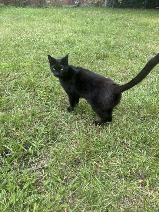 Roczna kotka szuka domu