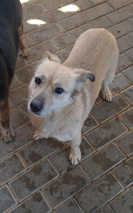 Daj szansę nieufnej Ajce