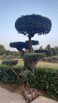 Oliveira árvore jardim centenária