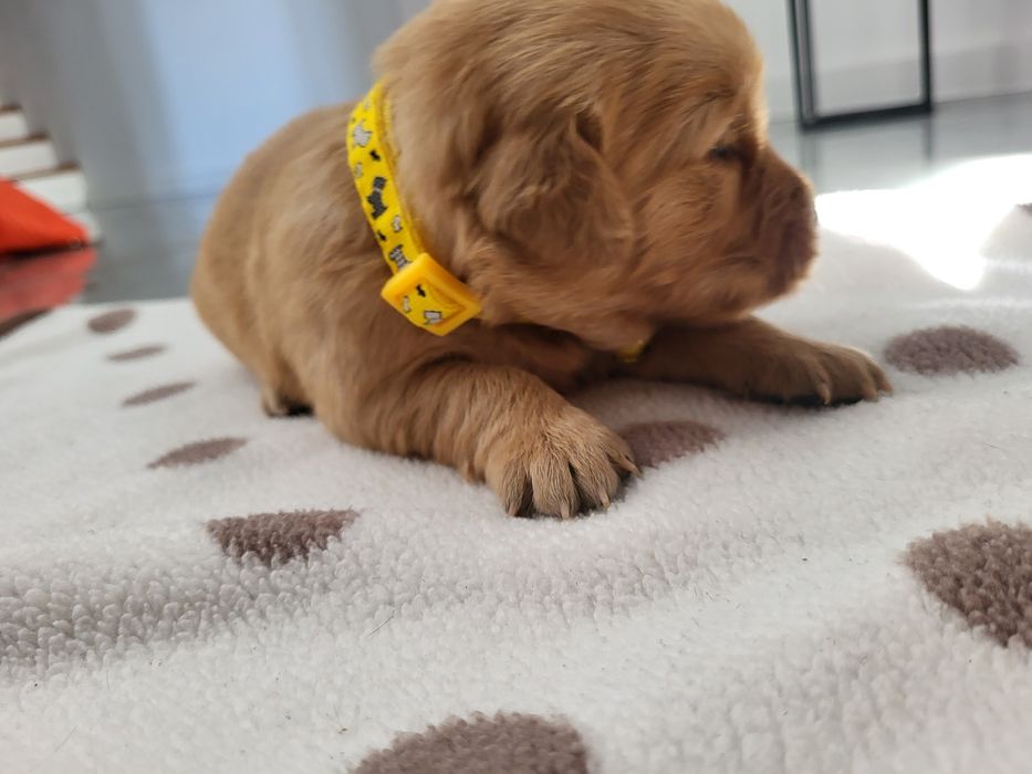 Piesek golden retriver w typie amerykańskim