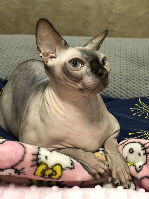 Кошка шоколадный поинт