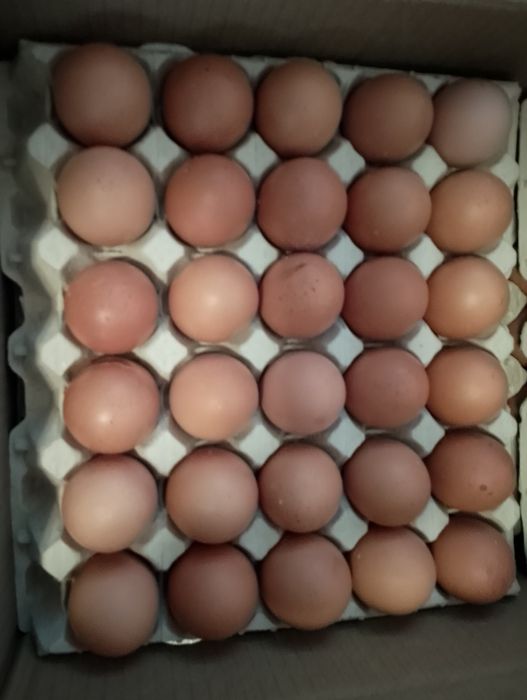 Ovos caseiros cartões de 30 ovo