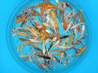 Carpas koi 7 a 9 cm (faço envios) ou Entregas