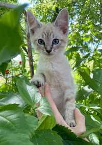 Котенок маленький тайский сиамский