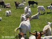 Продам дойні кози, продам кіз різних порід, коза зааненьска
