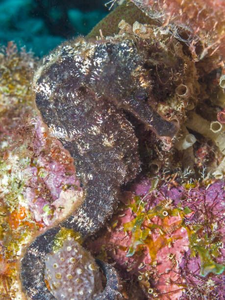 Konik Morski Hippocampus erectus S/M Hodowla! jedzące Akwarium Morskie