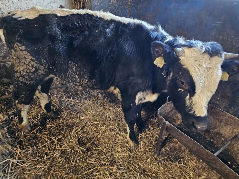 Sprzedam 2 byki roczne białogrzbiety