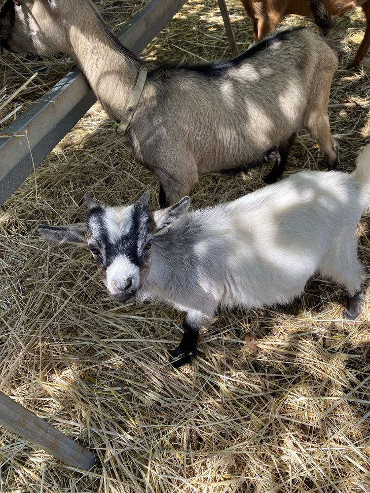Cabrito mini macho