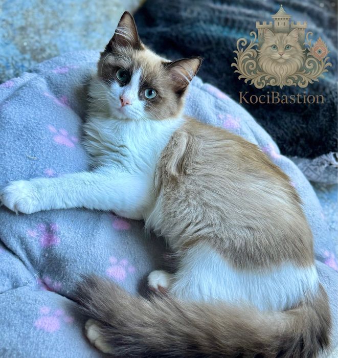 Ragdoll Cherubim - kocurek po kastracji - gotowy na zmianę domu